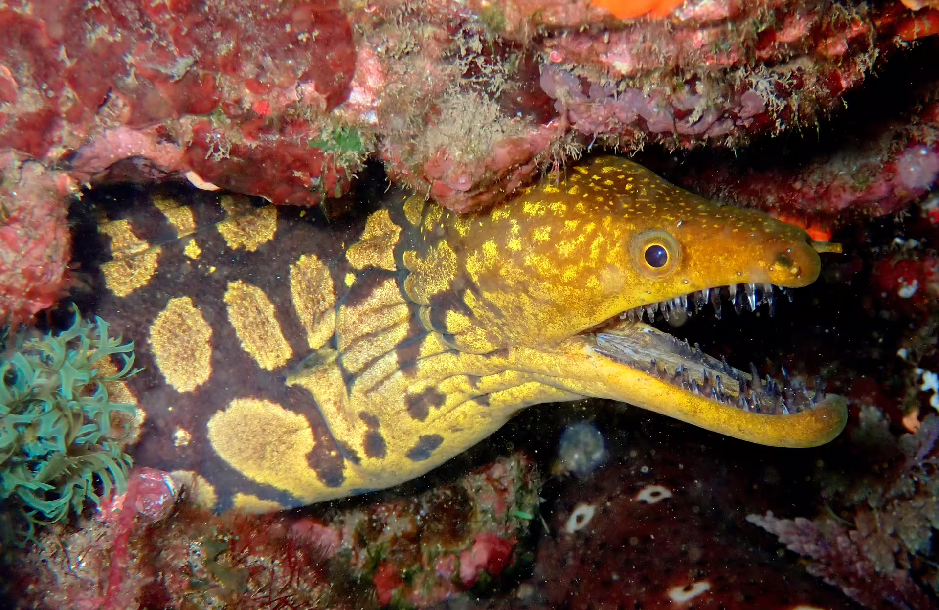 Vibrant moray eel in colorful coral at Garajau Marine Reserve, perfect for an exciting dive trip exploring underwater life.
