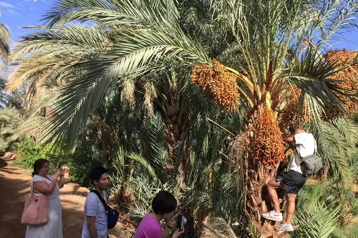 Travelers exploring a date palm oasis on Morocco 12-day 11-night desert tour from Agadir