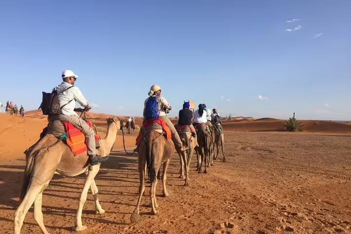 Group camel trekking across Sahara dunes at sunset light, Morocco 12-day 11-night desert tour Agadir