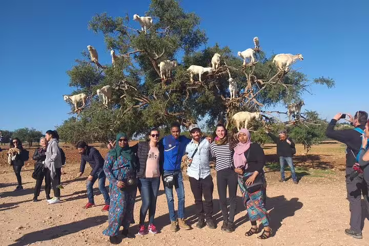 Tour group by famous goat tree near Essaouira, scenic stop on Morocco 11-day Casablanca Sahara tour