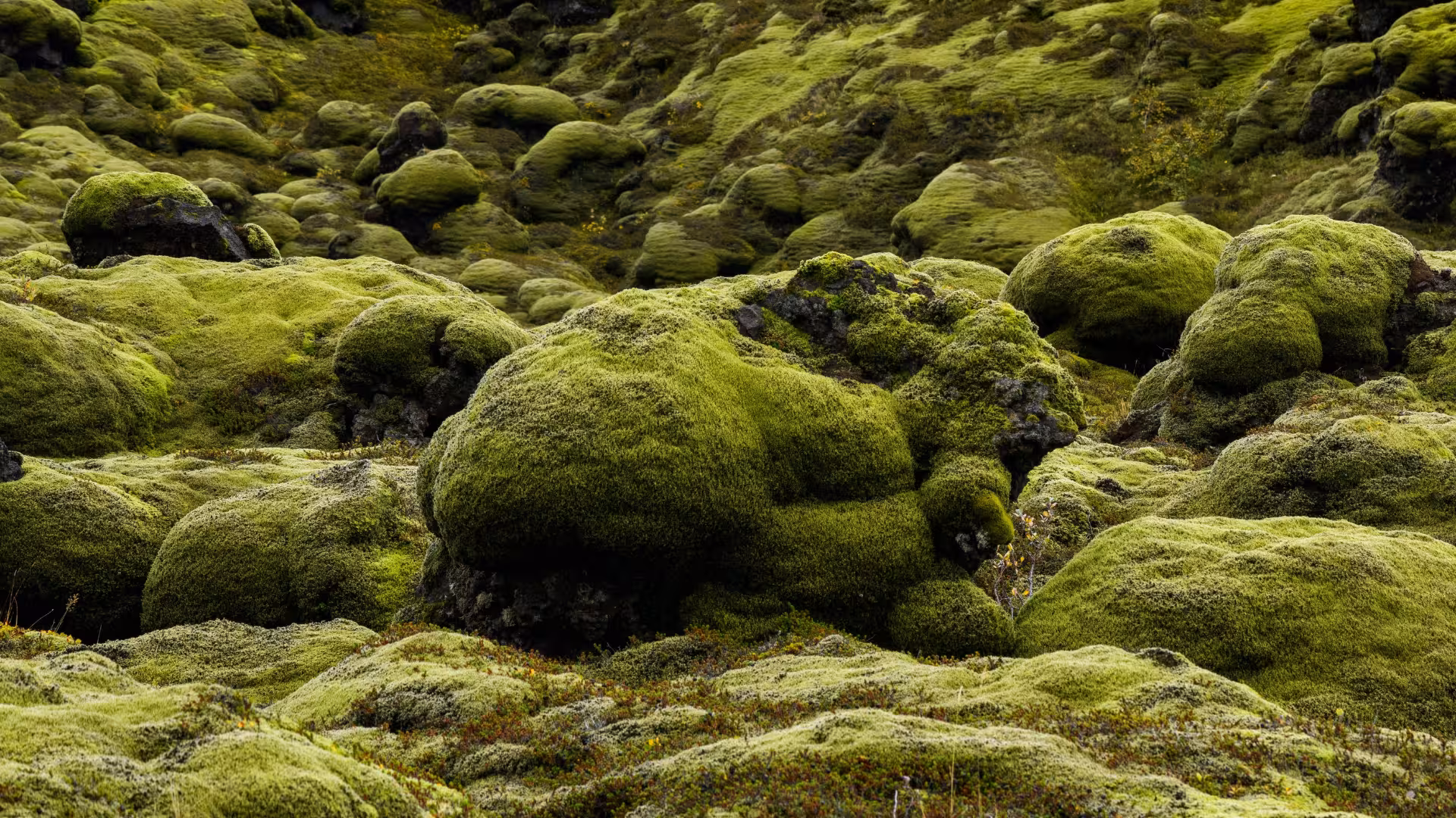 Moss-covered lava rocks in South Iceland, off-road stop on Glacier Lagoon private rally car adventure tour
