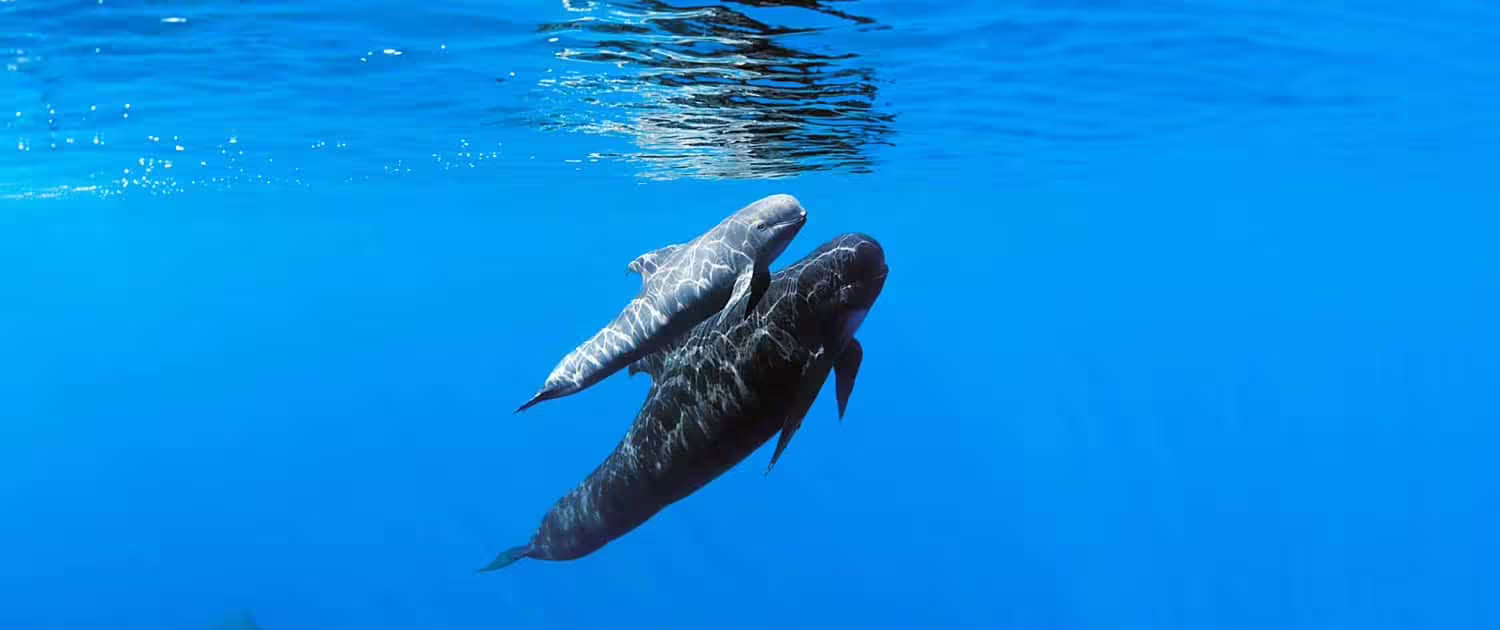 Mother and baby pilot whales swimming gracefully in crystal-clear blue ocean during a breathtaking marine wildlife tour.