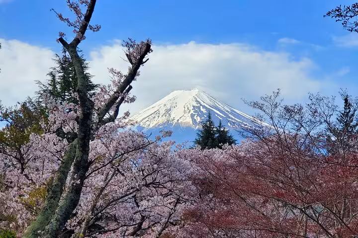 Snow-capped Mount Fuji rising behind lush cherry blossoms under a clear blue sky, showcasing Japan's natural beauty.