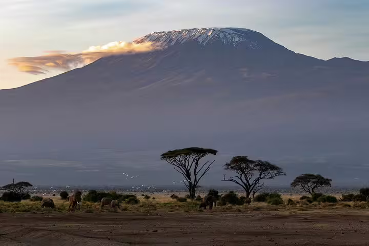 Majestic Mount Kilimanjaro view with wildlife in Amboseli National Park, perfect for a Nairobi safari tour.