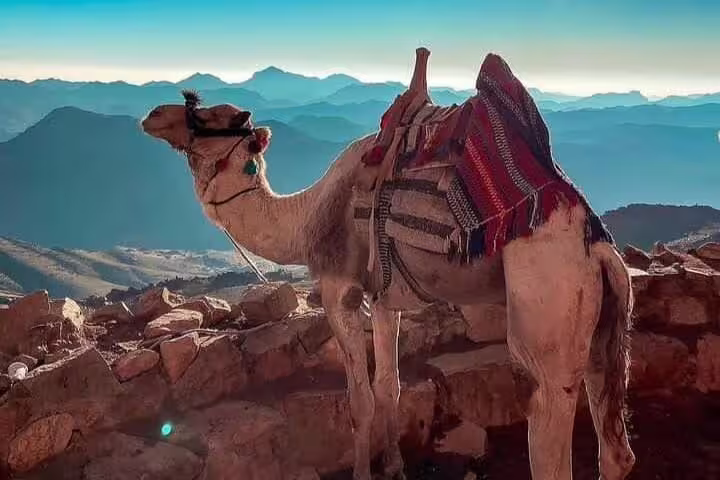 Camel resting on Mount Sinai summit viewpoint, part of sunrise climb tour from Sharm El Sheikh to St Catherine