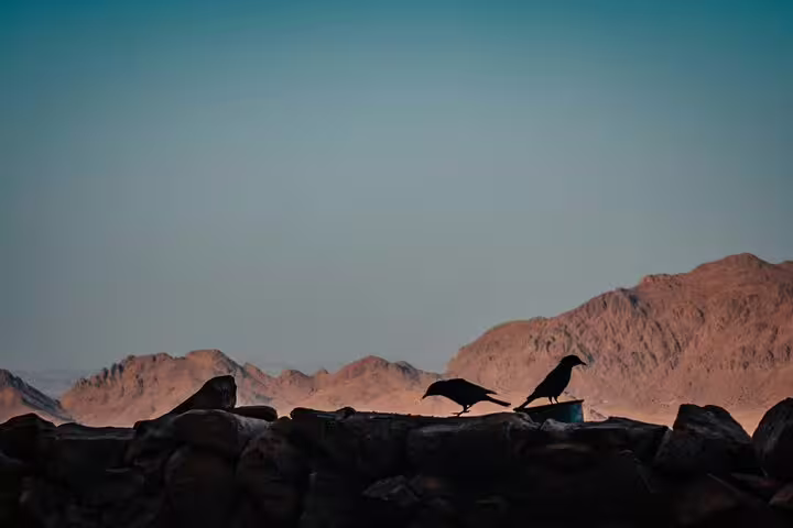 Silhouetted birds at sunrise over Sinai desert peaks on Mount Sinai Moses Mountain hiking tour in Egypt