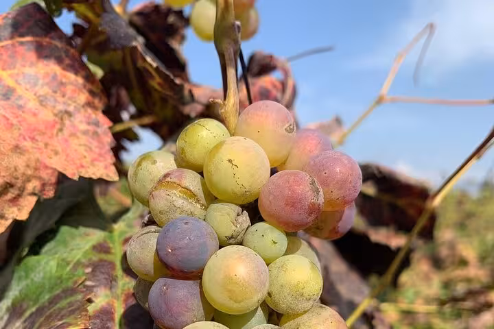 Close-up of ripe grapes in a vineyard near Mount Vesuvius, ideal for wine tasting during the tour with lunch included.