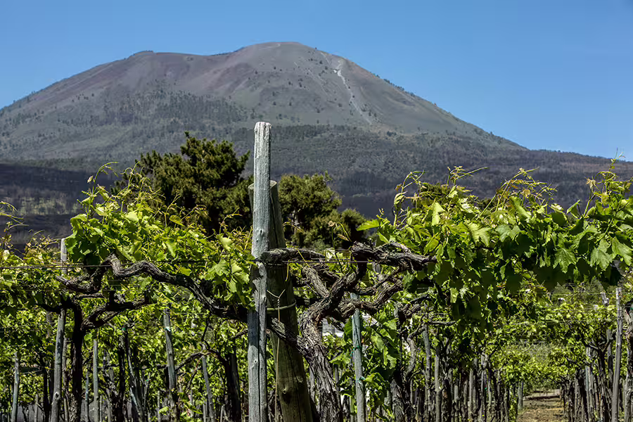 Vineyard on Mount Vesuvius with grapevines and volcano views, wine tasting group tour from Naples