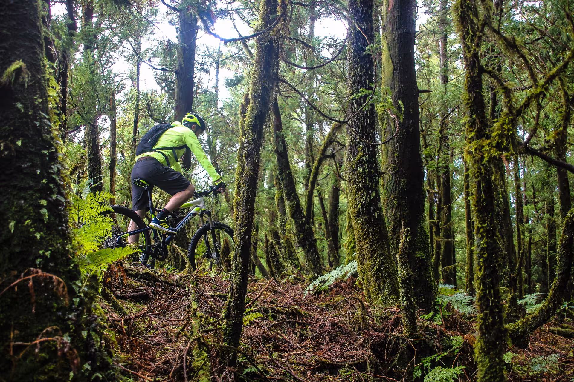 Mountain biker rides through lush mossy forest on a Bike Rental Sete Cidades trail in the Azores, Portugal