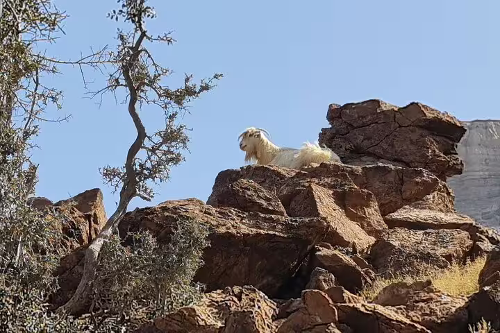 Mountain goat perched on rocky ledge in Jebel Shams, enhancing the wilderness experience of the camping tour.