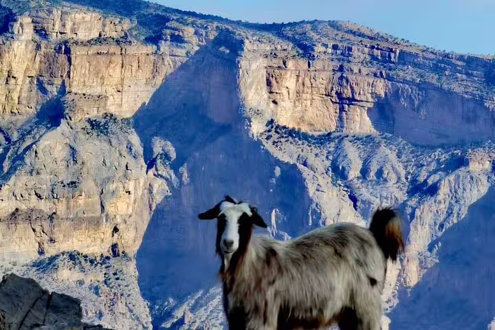 Mountain goat standing on rocky terrain with the majestic cliffs of Jebel Shams towering in the background.