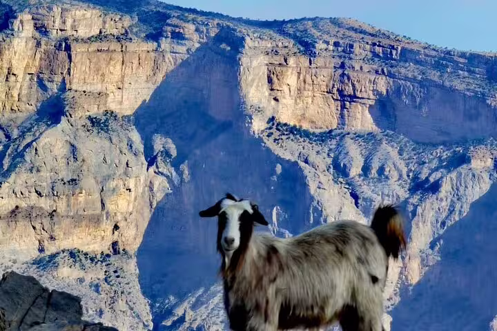 Mountain goat standing on rocky terrain with dramatic Jebel Shams cliffs in the background on a hiking tour.
