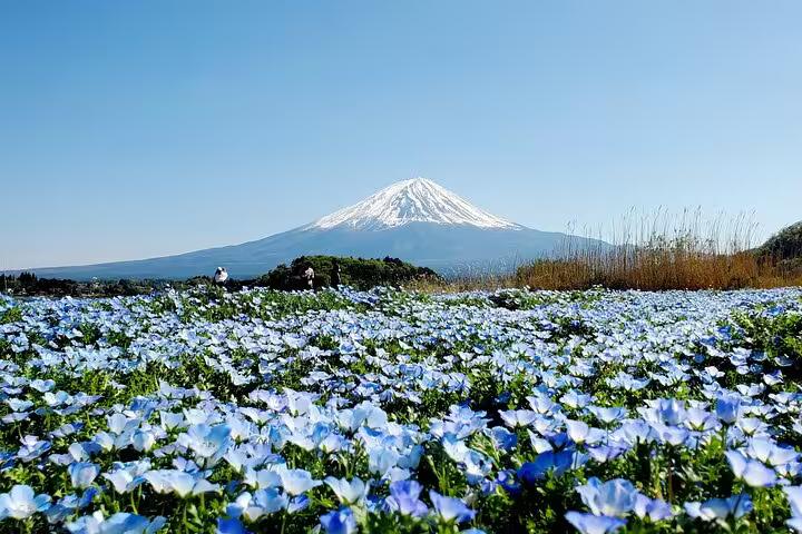 Mt. Fuji framed by a stunning field of blue flowers under a clear sky, a highlight of the Tokyo and Hakone tour.