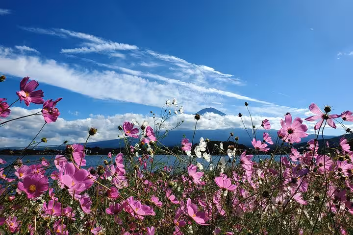 Blooming pink and white flowers with Mt. Fuji and a tranquil lake backdrop in Hakone, ideal for a scenic tour.