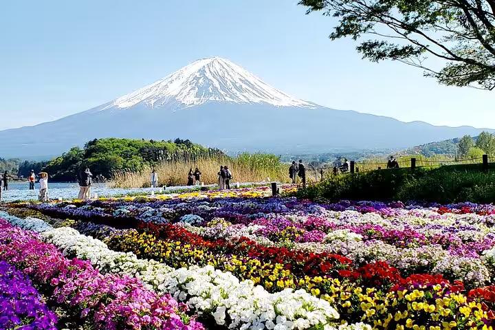 Vibrant flower field with majestic Mt. Fuji in the background, highlighting the beauty of a Hakone private tour.