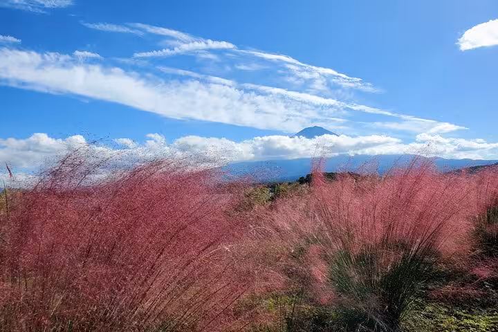 Scenic pink muhly grass field with Mt. Fuji in the distance, showcasing nature's beauty on a Mt. Fuji and Hakone tour.