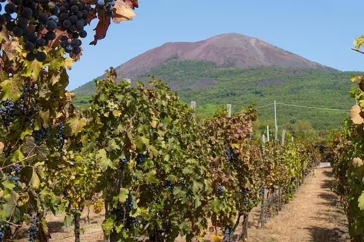 Lush grapevines heavy with dark grapes in a Mt Vesuvius vineyard, showcasing volcanic soil wines near Naples