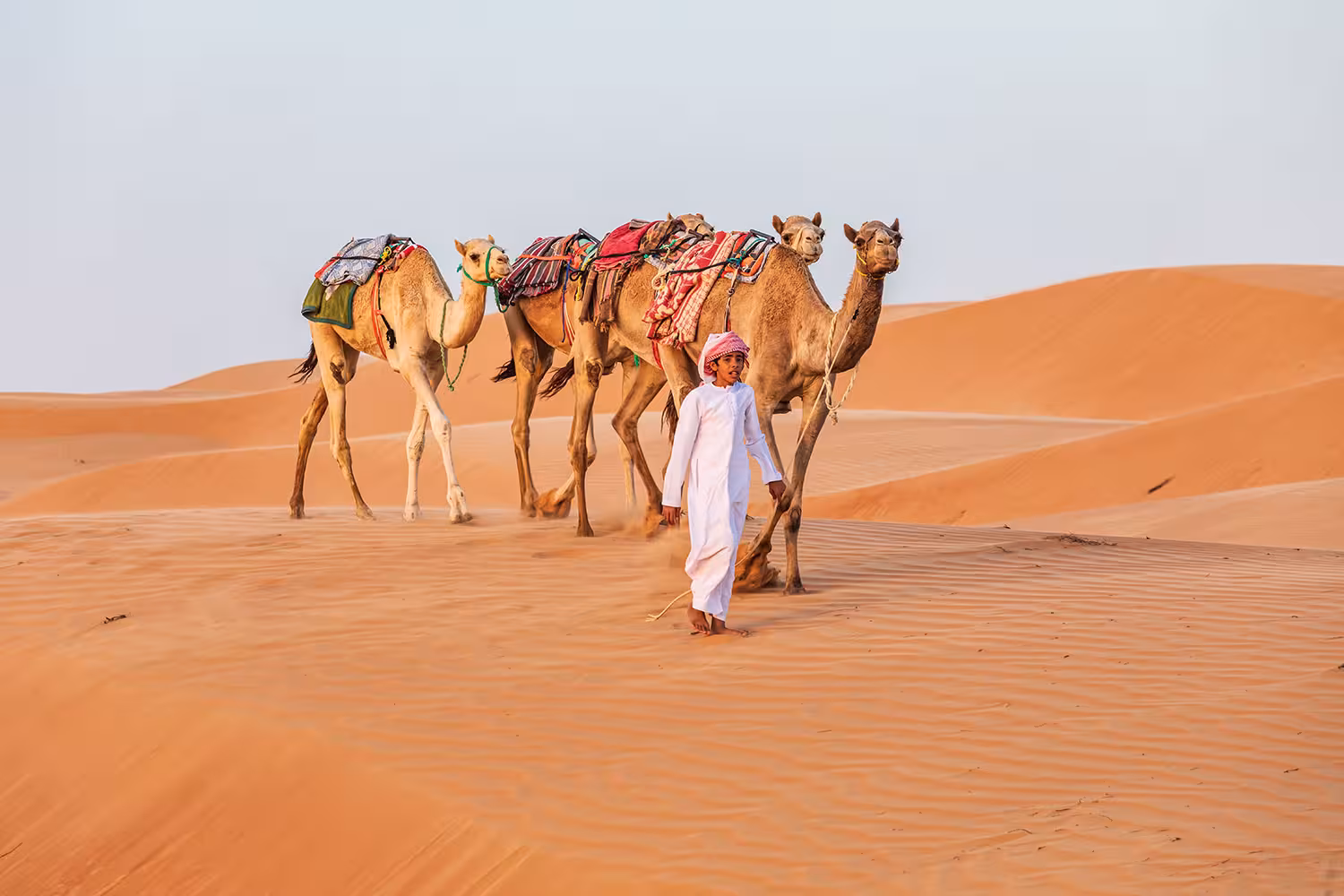 Local guide leading saddled camels across golden Wahiba Sands desert on 3-day Muscat to Nizwa and turtle watching tour