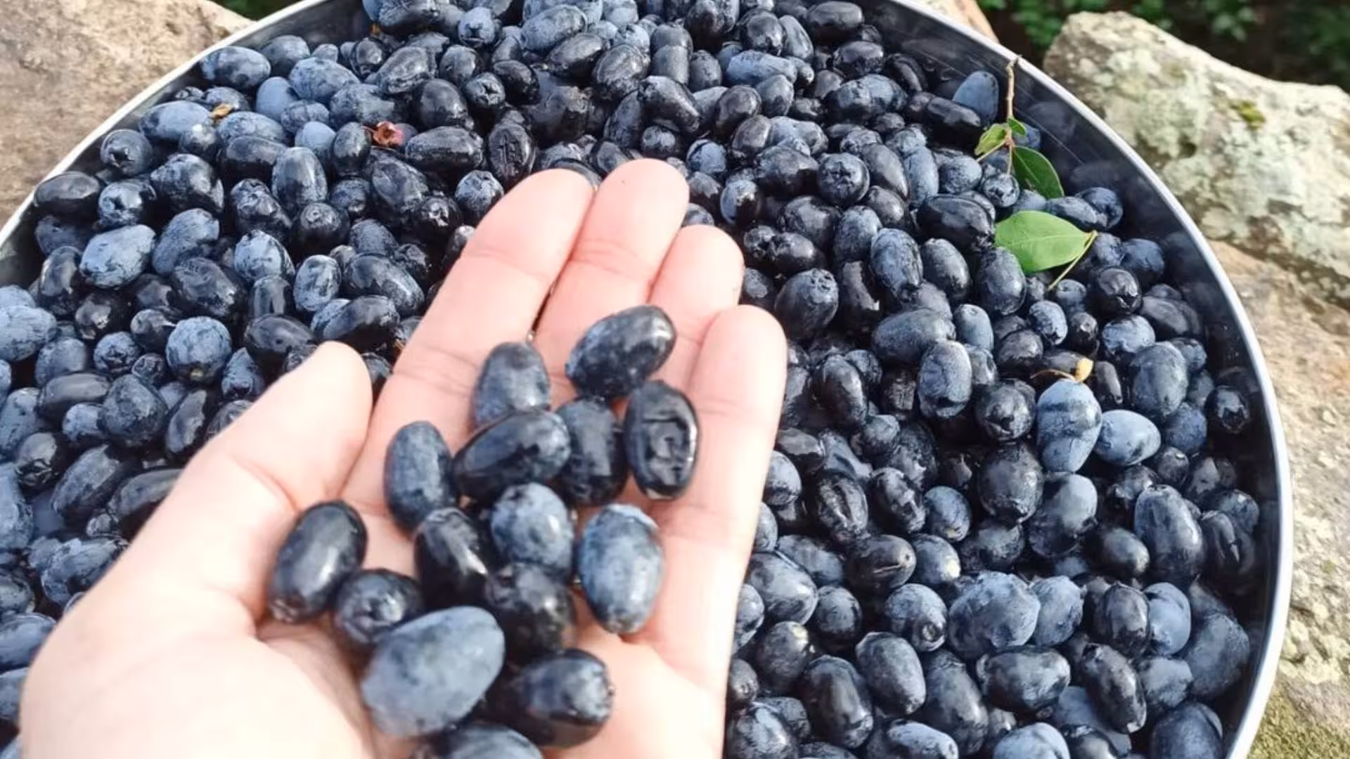 Hand holding freshly picked myrtle berries in Olbia, showcasing the vibrant and aromatic harvest.