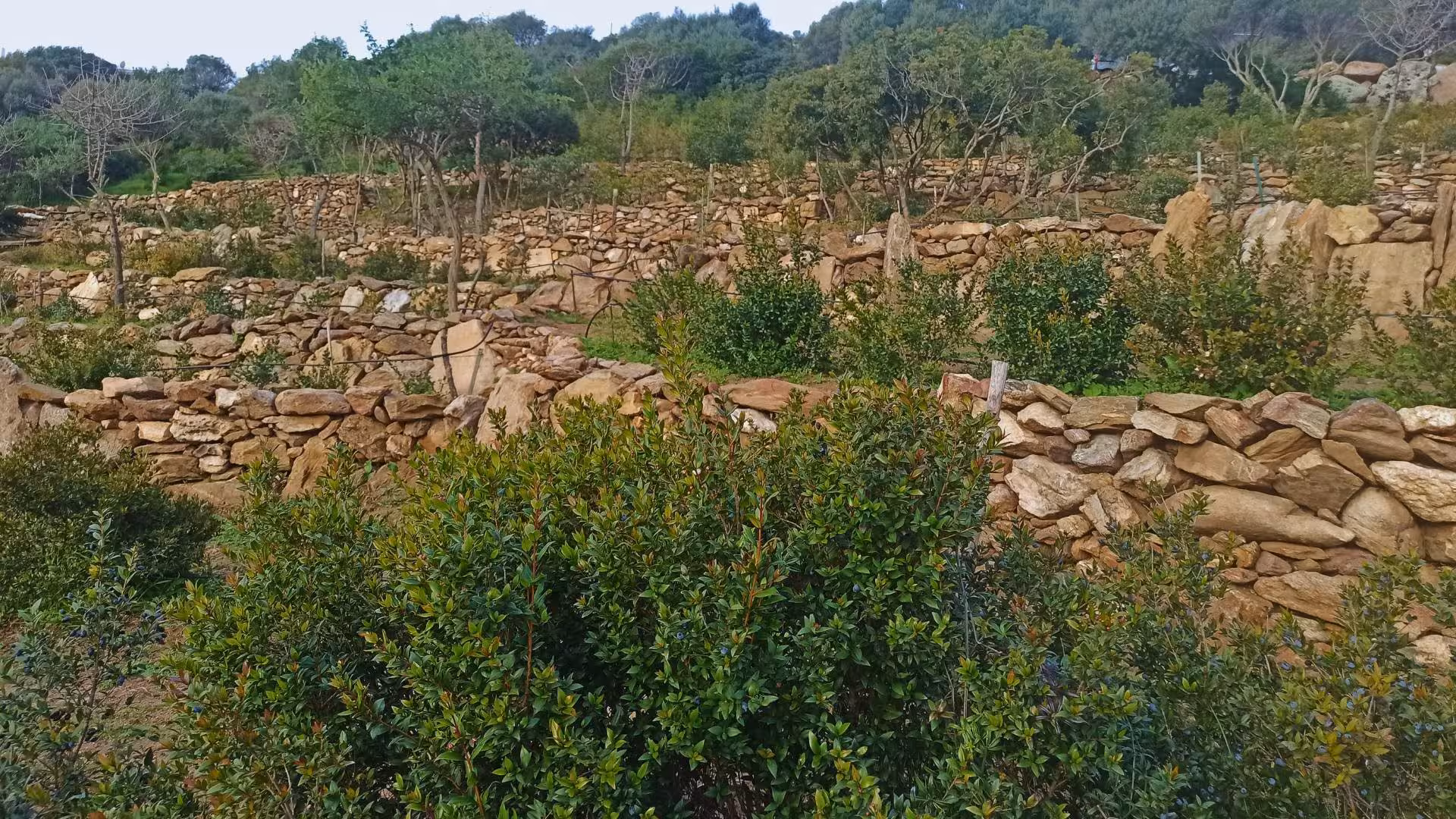 Rustic stone terraces with thriving myrtle plants at a traditional myrtle-making factory near Olbia, Sardinia.