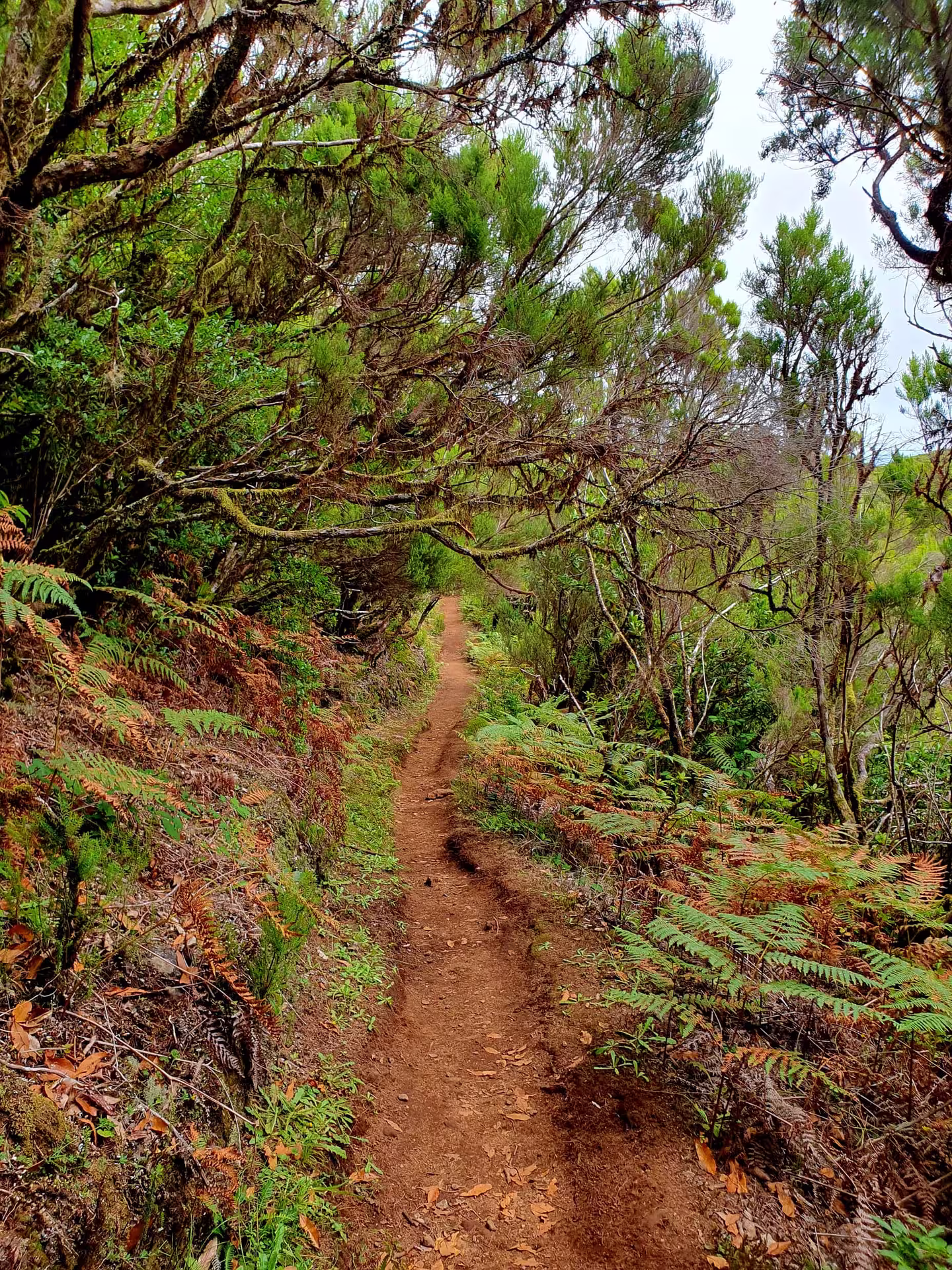 Explore the serene, lush forest path of The Mystical Hike, surrounded by vibrant ferns and towering trees.