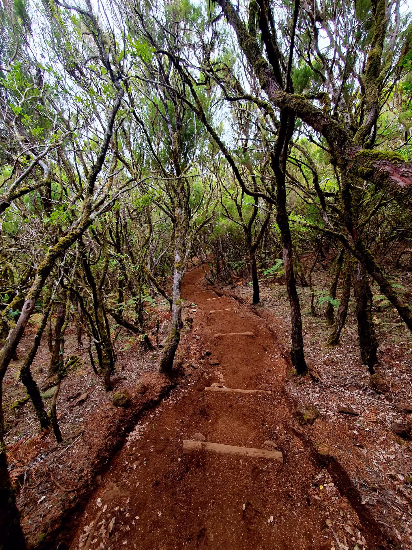 Enchanting forest path with wooden steps surrounded by lush greenery on The Mystical Hike adventure tour.