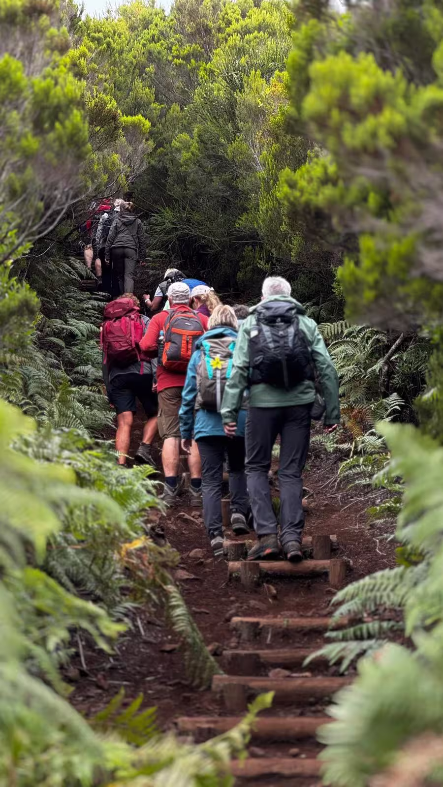 Group of hikers ascending a scenic forest trail, surrounded by vibrant foliage on The Mystical Hike tour.