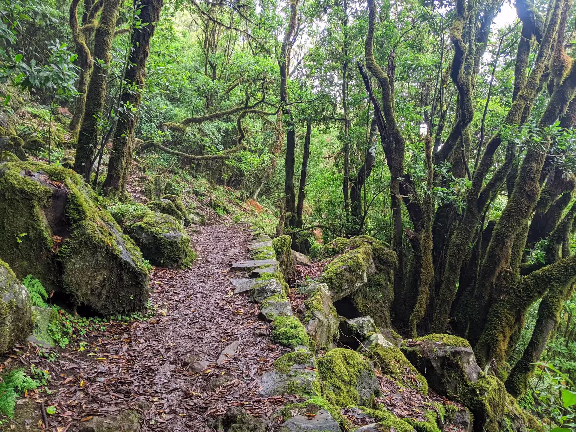Venture through The Mystical Hike's enchanting forest trail, lined with moss-covered rocks and ancient trees.