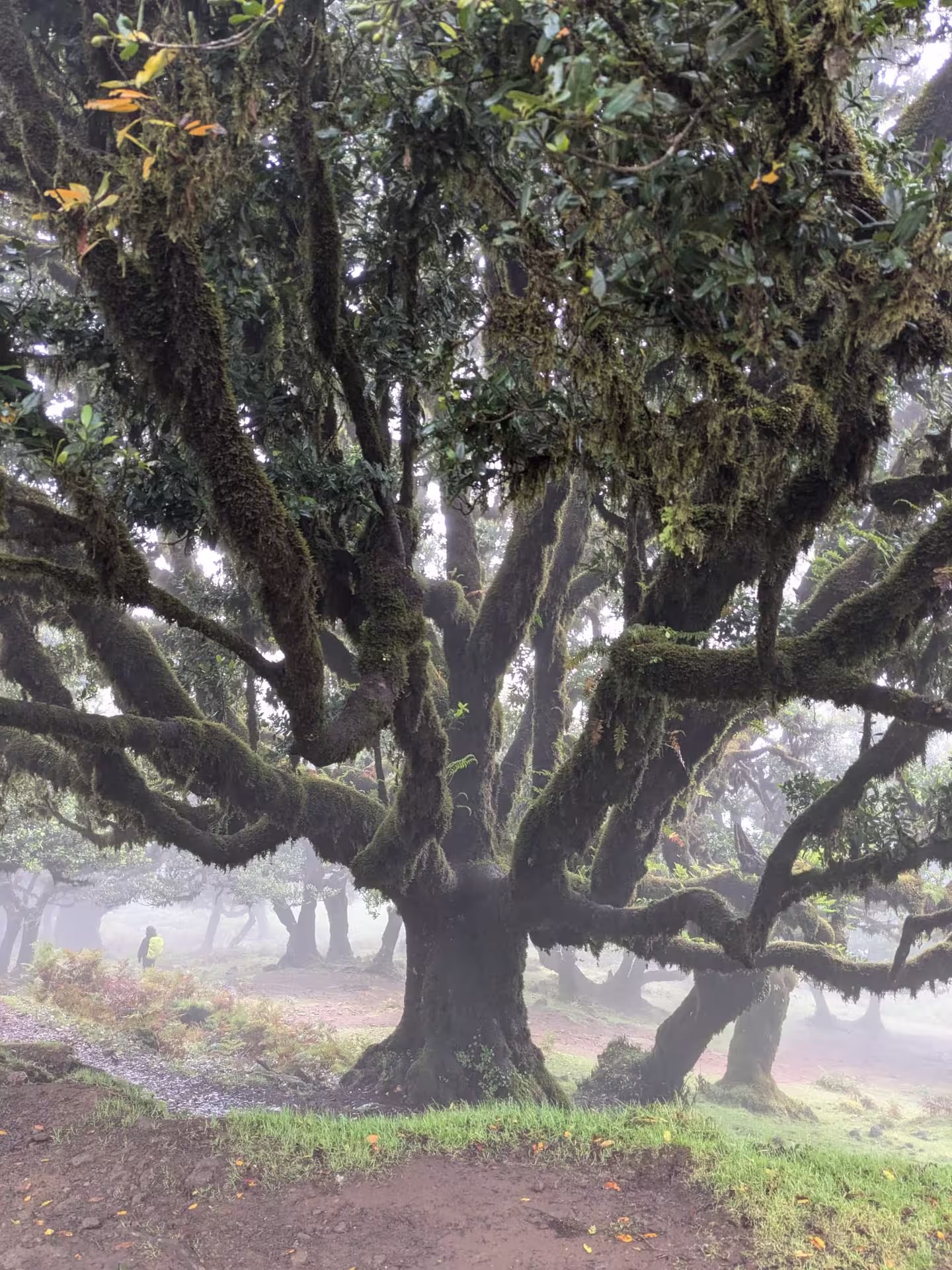 Discover the enchanting, misty woods of The Mystical Hike, featuring majestic moss-draped trees in a mystical setting.