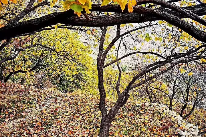 Enchanting autumn foliage in Wakan Village, showcasing vibrant colors and natural beauty on the Nakhal Hotspring tour.
