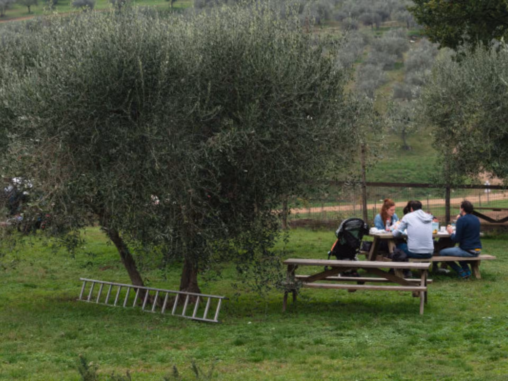 Visitors enjoy a serene picnic under olive trees in a lush natural park near Florence.