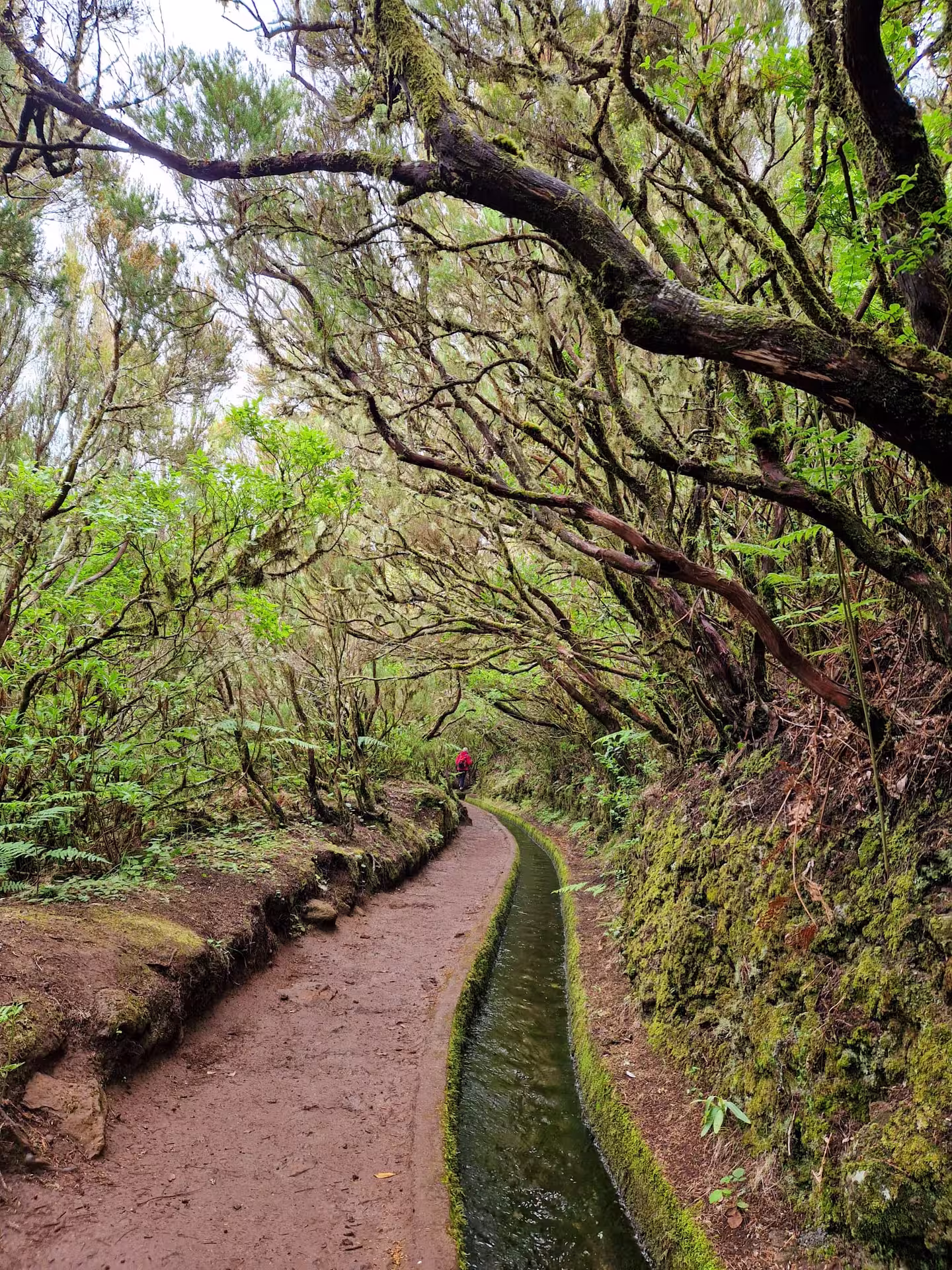 Tranquil forest trail with lush greenery and winding canal on the Natural Waterfalls’ Hike path.