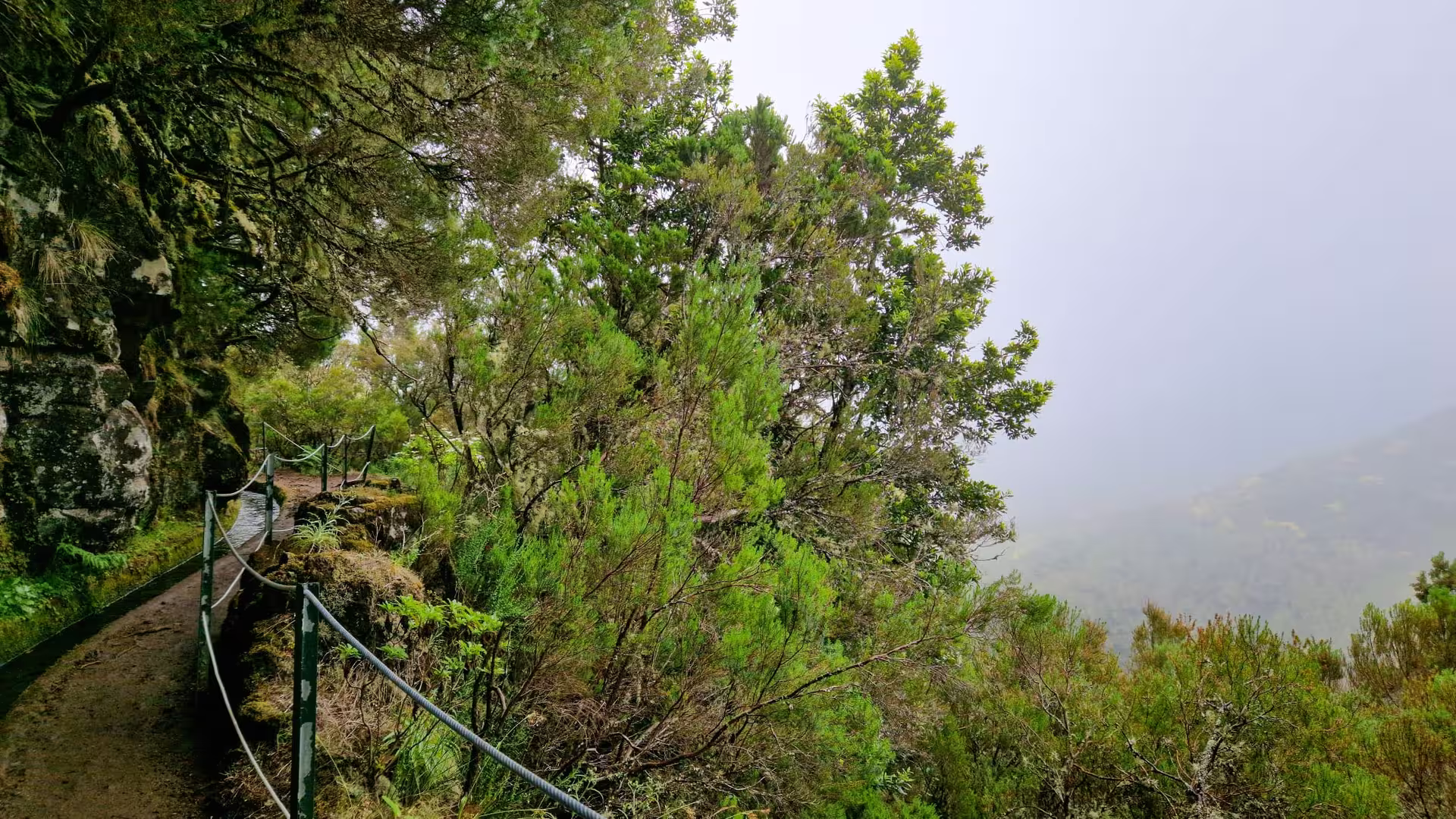 Misty cliffside path lined with verdant trees on the scenic Natural Waterfalls’ Hike.