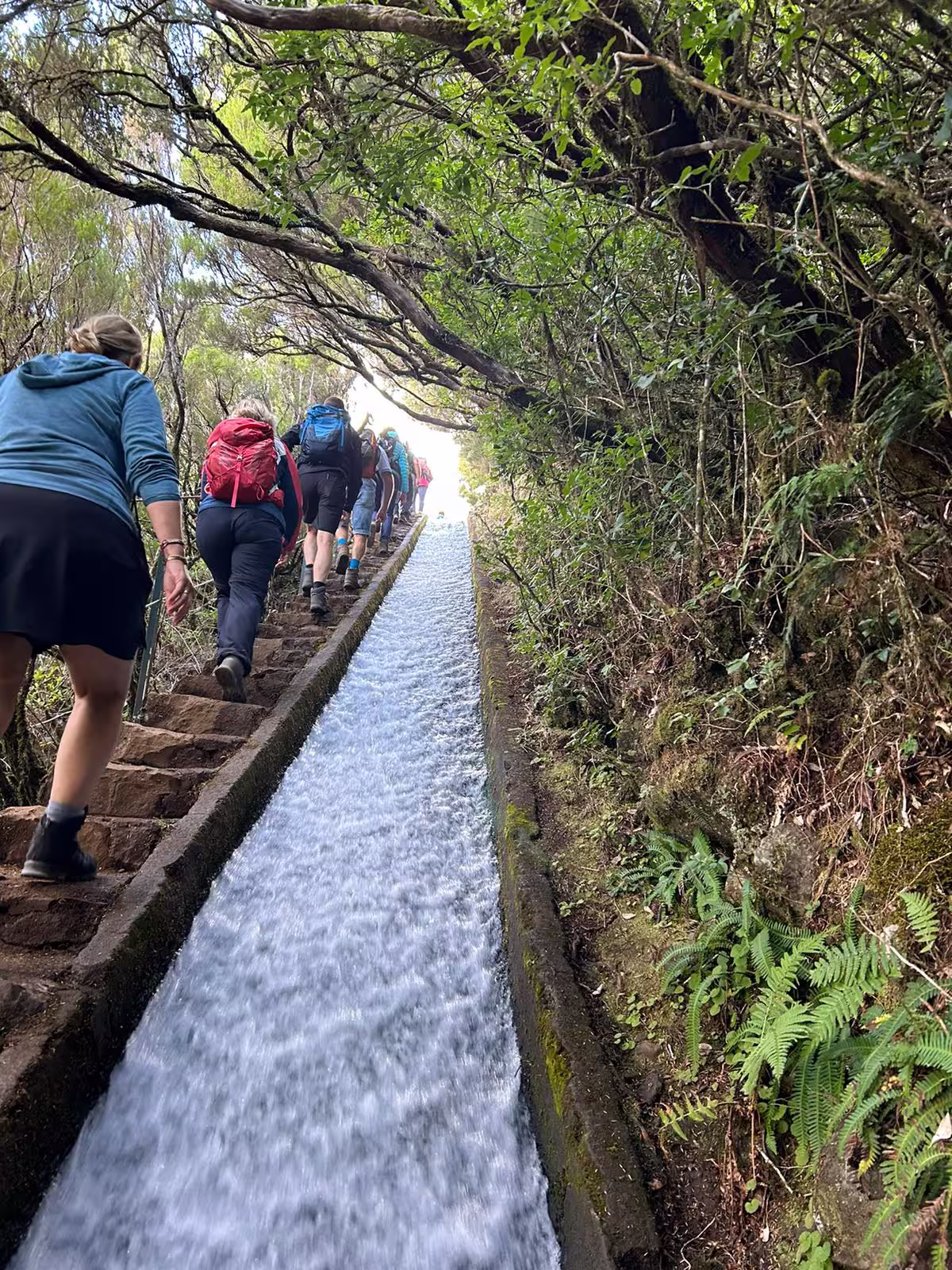 Hikers ascend stone steps beside a lush forest waterway on the Natural Waterfalls' Hike, surrounded by greenery.