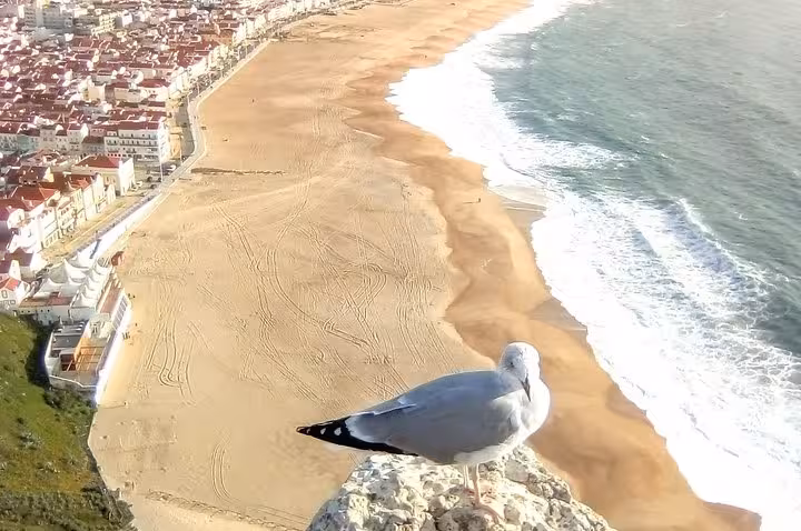 Scenic view of Nazaré beach from a clifftop with a seagull, perfect for exploring on a private tour to Óbidos and beyond.