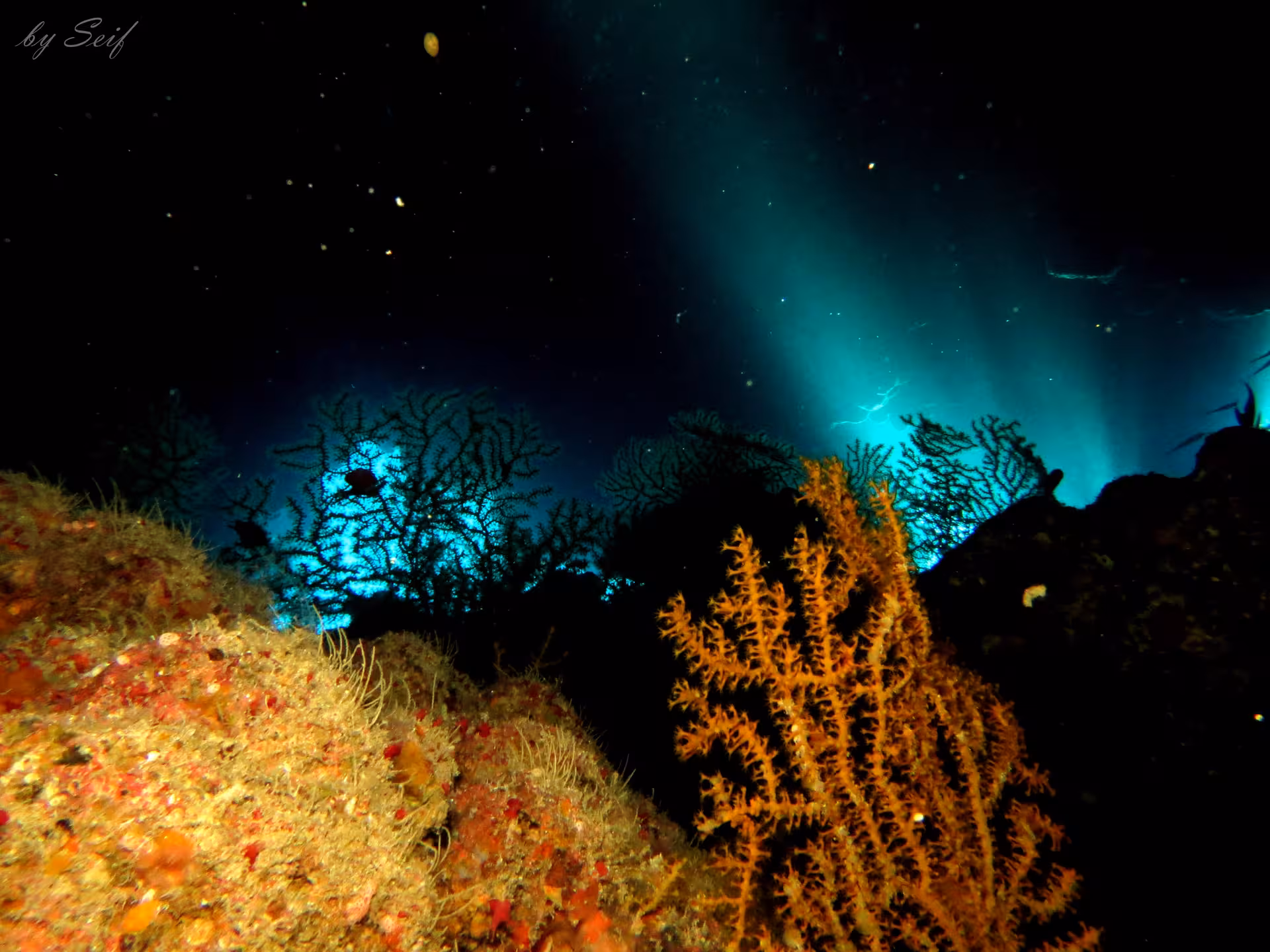 Vibrant coral formations illuminated during a night dive in Fujairah, ideal for exploring underwater wonders.