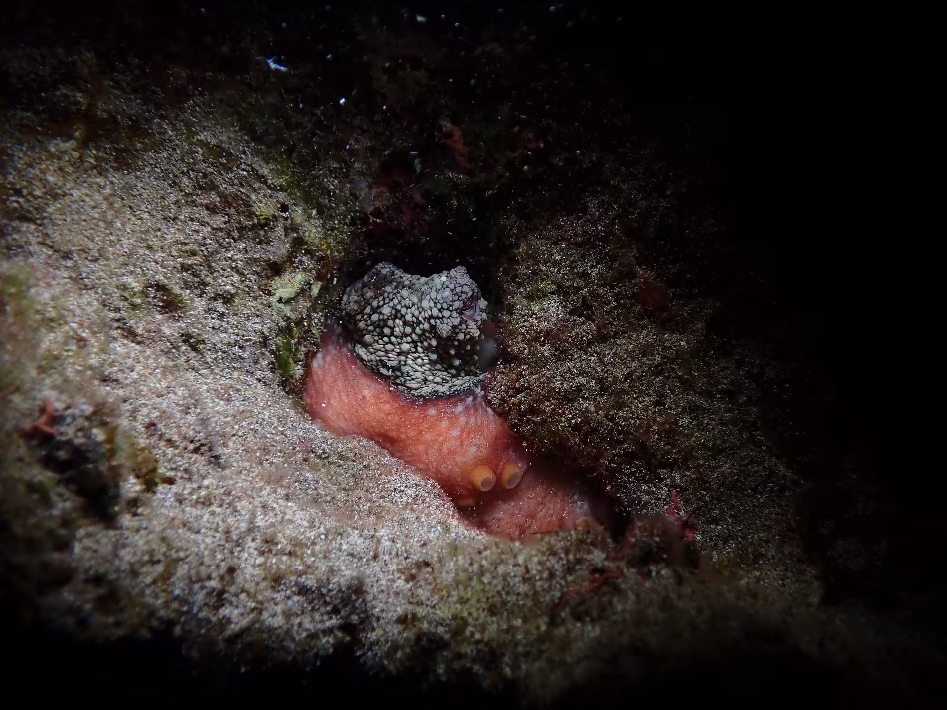 Discover the hidden wonders of night snorkeling with this captivating close-up of a camouflaged octopus nestled in coral.