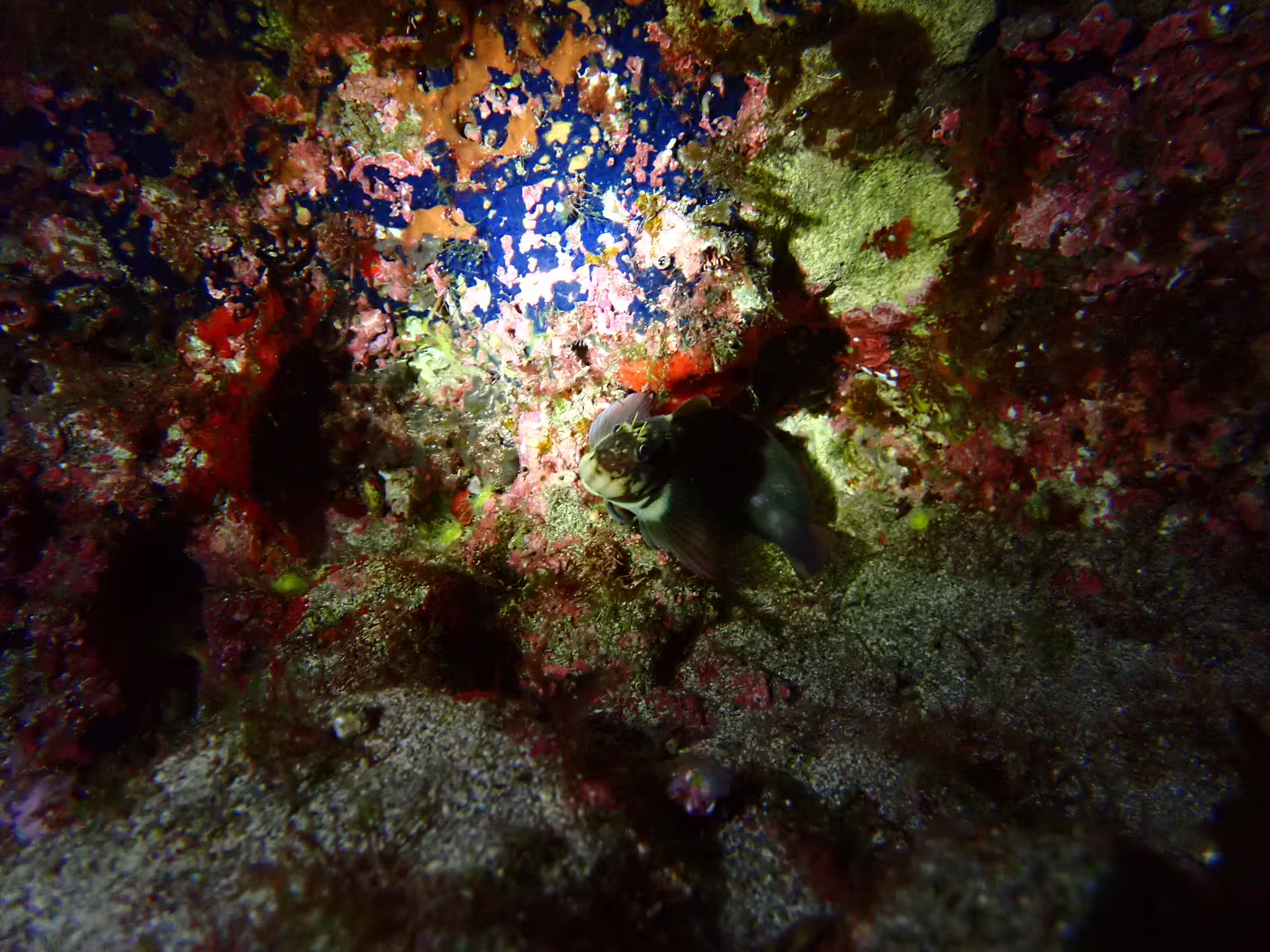 Vibrant coral and a fish illuminated at night during an exciting snorkeling adventure, showcasing underwater marine life.