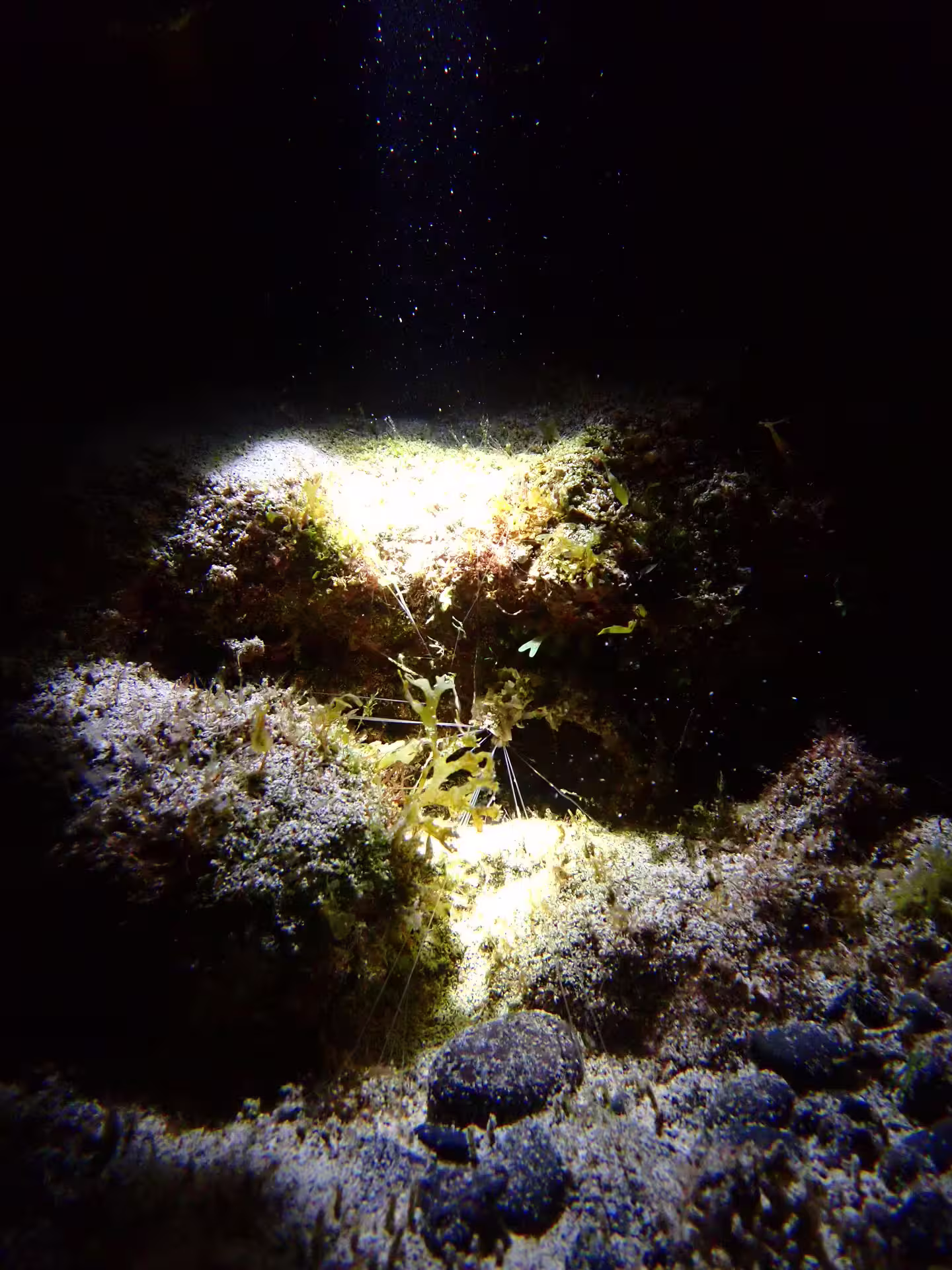 Underwater view of vibrant coral illuminated by flashlight during a night snorkeling tour, highlighting marine biodiversity.