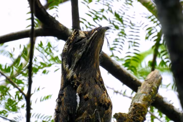 Camouflaged nightjar blending with tree bark in a serene forest setting, perfect for bird watching adventures.