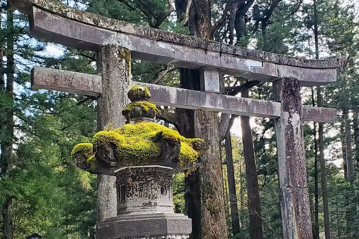 Moss-covered stone lantern and torii gate amidst lush forest in Nikko, Japan, highlighting traditional architecture.