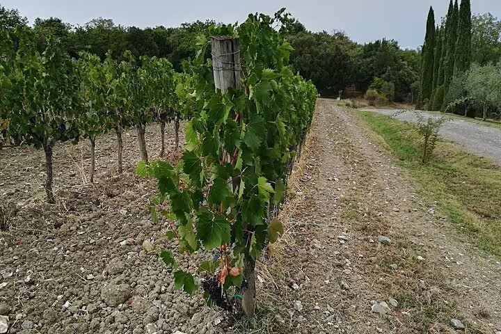 Close-up of lush Nobile di Montepulciano vines along a rustic farm track on a private Tuscan wine tour