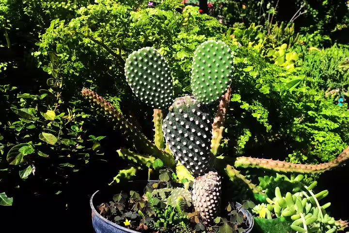 Close-up of a cactus plant in lush greenery, highlighting the diverse flora on the northeast coast tour.