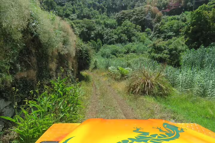 Off-road adventure through lush greenery on a guided tour in Northeast Madeira, showcasing vibrant landscapes and natural beauty.