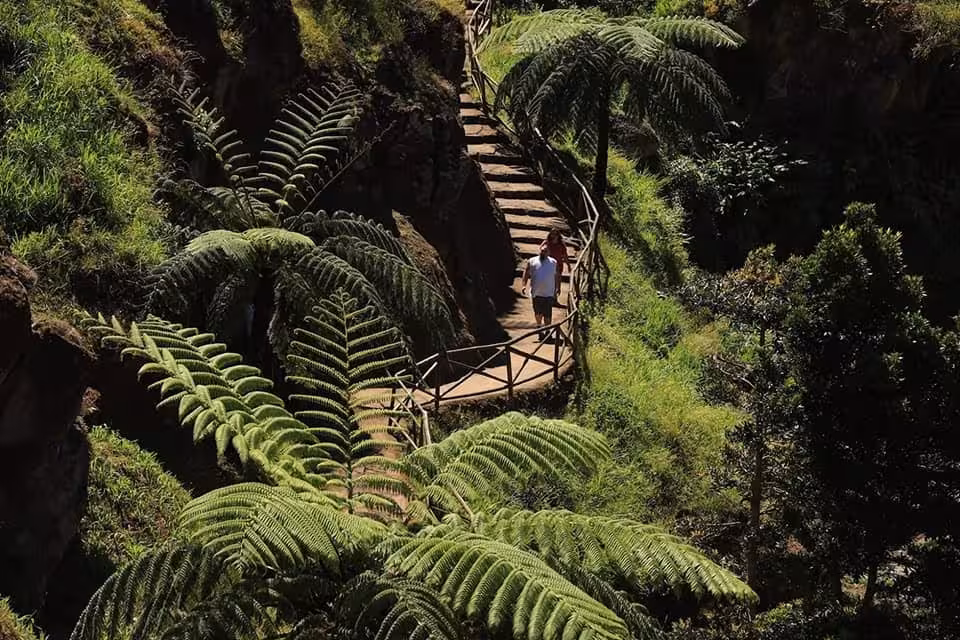 Hikers on wooden stairs through lush fern forest on a Northeast scenic van tour full-day settlement excursion