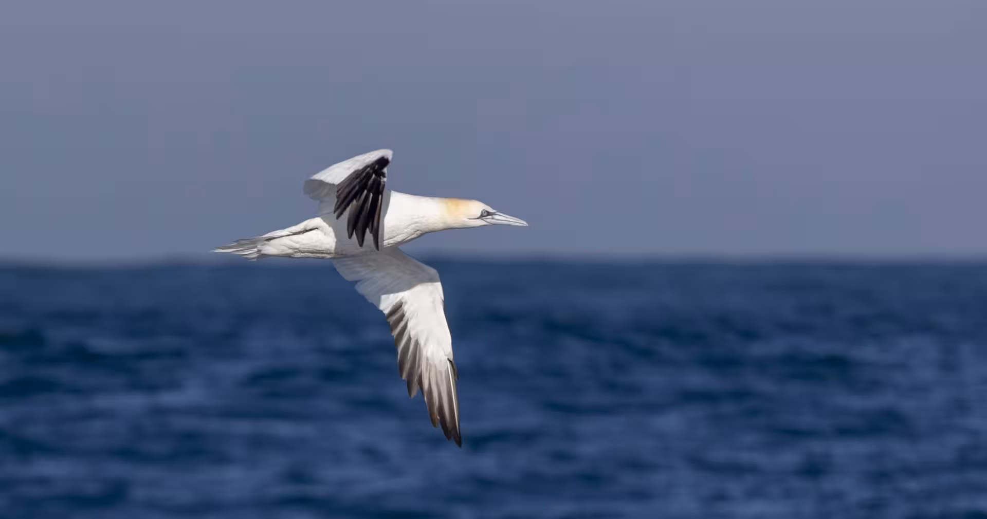 Northern gannet flying over the Atlantic during a Lisbon dolphin watching tour, spotting seabirds at sea