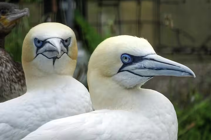 Close-up of northern gannets at Texel, ideal wildlife stop on a guided Texel day tour in the Netherlands