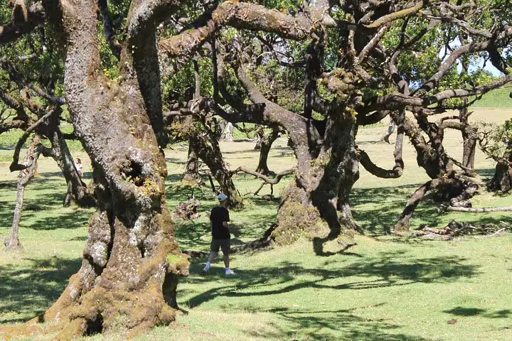 Person exploring lush forest with twisted trees on a sunny day during a 4x4 tour in Northwest Terraces and Volcanic Pools.