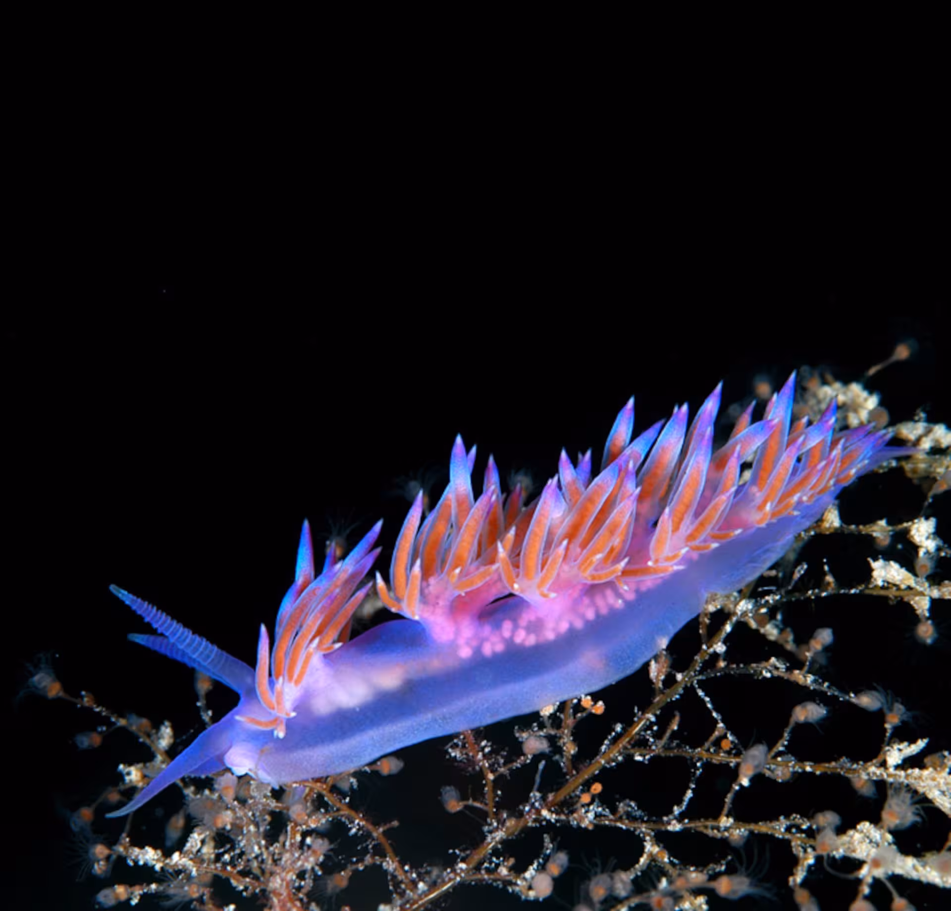 Vibrant nudibranch on seaweed during professional diving in Tavolara and Molara from San Teodoro.