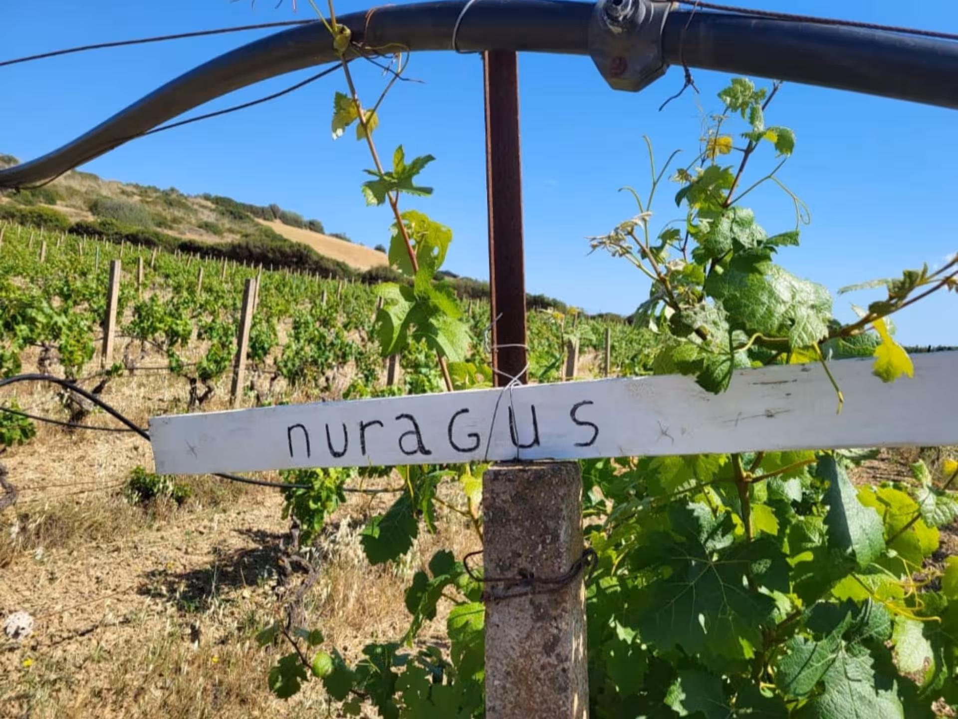 Nuragus grapevines thriving under the sun at a boutique winery near Cagliari, ideal for wine and food tours.